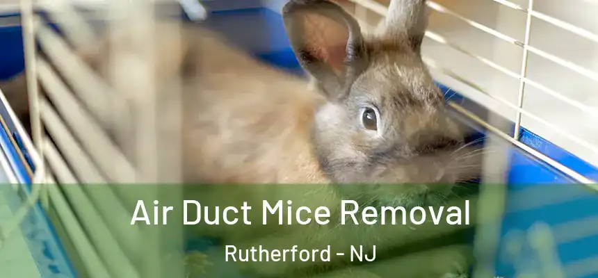  Air Duct Mice Removal Rutherford - NJ